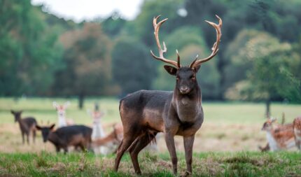 A majestic stag stands in a lush green field, surrounded by a peaceful deer herd.